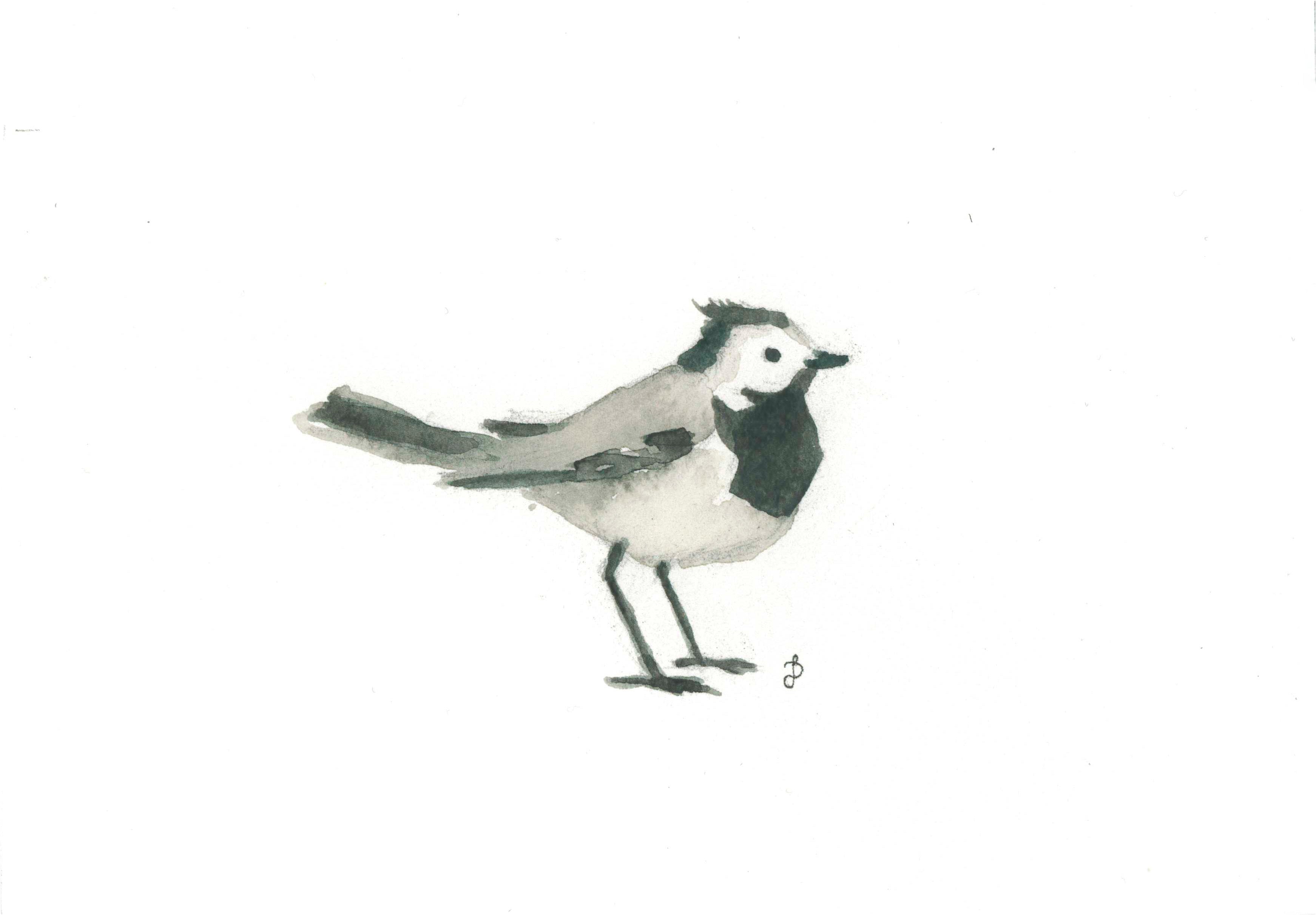 Sädesärlor