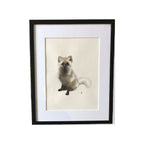 Fjällräv i pälsbyte II