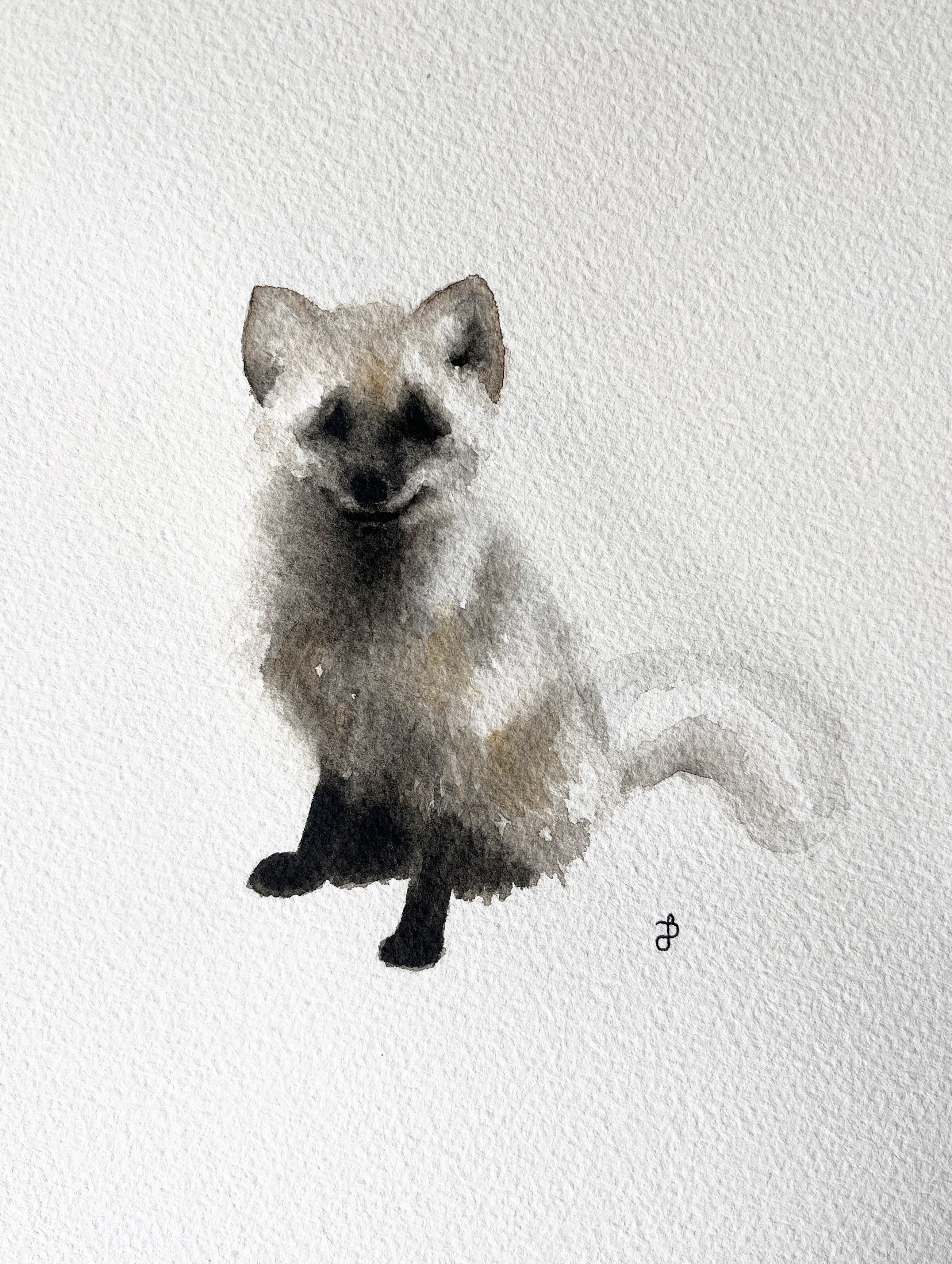 Fjällräv i pälsbyte II